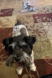 Reunited Female Dog last seen Wild Dunes, Albuquerque, NM 87120