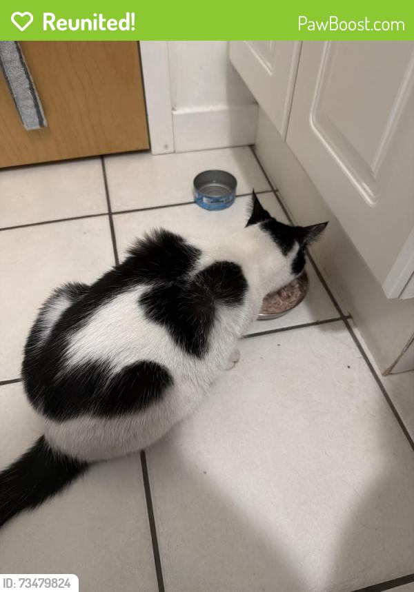 Reunited Female Cat last seen S Michigan ave and E Culerton, Chicago, IL 60616