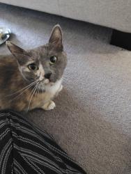 Found/Stray Unknown Cat last seen Red Rox/Riverwalk, Phoenix, AZ 85008