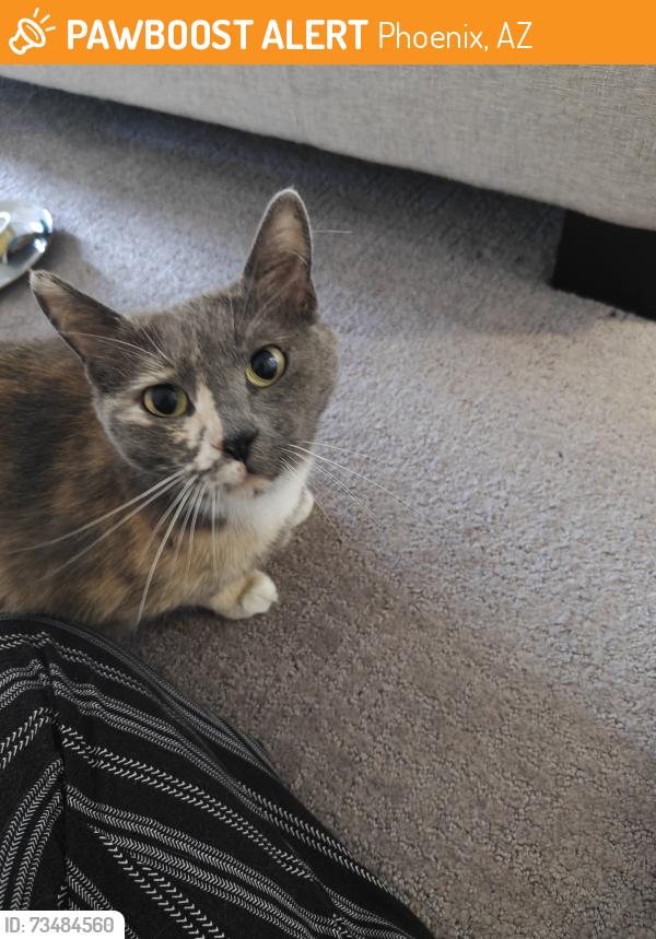 Found/Stray Unknown Cat last seen Red Rox/Riverwalk, Phoenix, AZ 85008