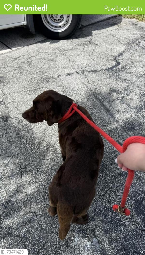 Reunited Female Dog last seen Near Sunset Dr, Miami, FL 33173, USA, Miami, FL 33173