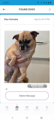 Lost Male Dog last seen Glendale, Glendale, AZ 85301