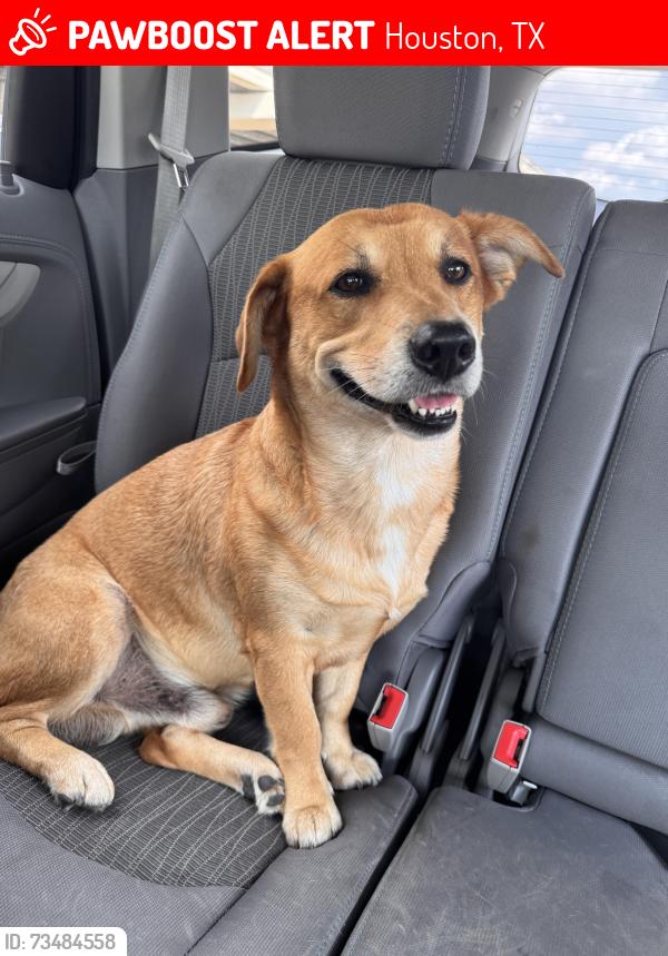 Lost Male Dog last seen Gulf palms park, Houston, TX 77034