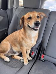 Lost Male Dog last seen Gulf palms park, Houston, TX 77034