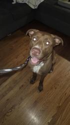 Reunited Male Dog last seen 10 mile and Rubin Road, Warren, MI 48089