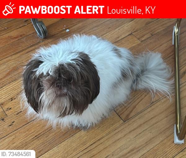 Lost Female Dog last seen Estele ave, Louisville, KY 40214