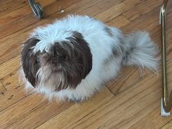 Lost Female Dog last seen Estele ave, Louisville, KY 40214