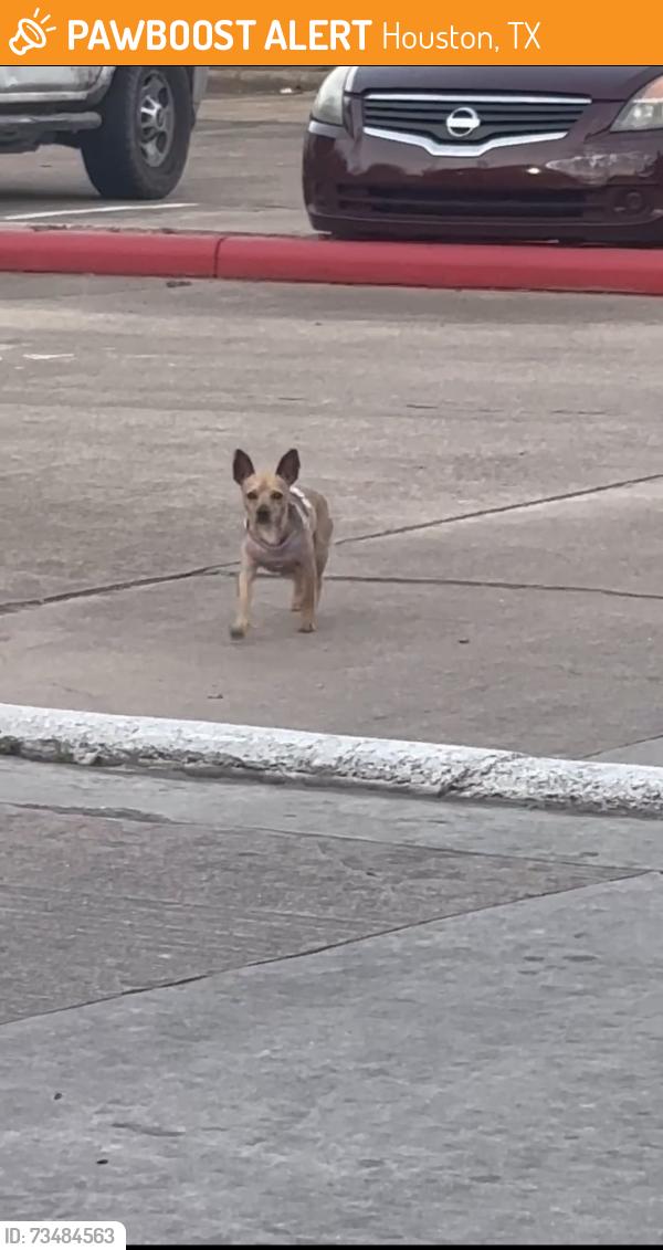 Found/Stray Male Dog last seen Fairfield Trails apmts, Houston, TX 77031