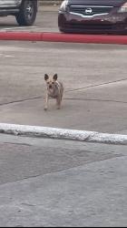 Found/Stray Male Dog last seen Fairfield Trails apmts, Houston, TX 77031