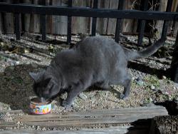 Found/Stray Unknown Cat last seen Wyoming place apmts, Albuquerque, NM 87110