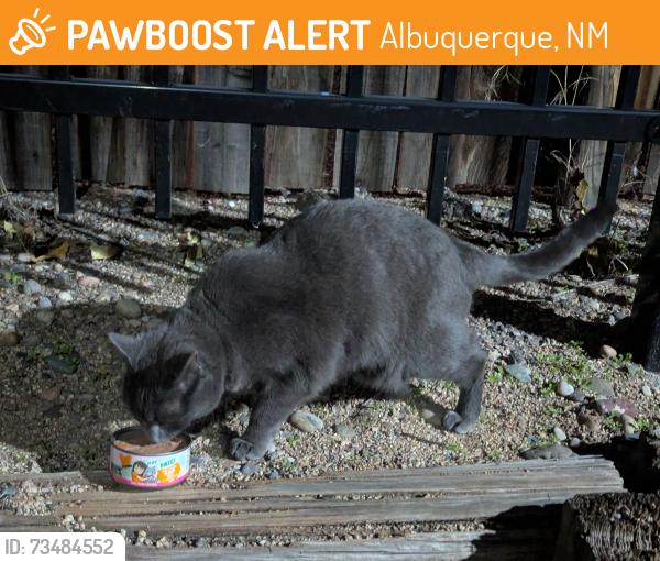 Found/Stray Unknown Cat last seen Wyoming place apmts, Albuquerque, NM 87110