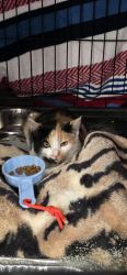Found/Stray Unknown Cat last seen Mulberry and 47th Pl W, West Fargo, ND 58078