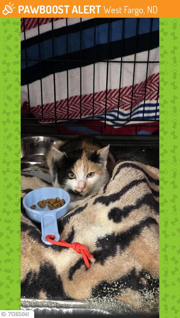 Found/Stray Unknown Cat last seen Mulberry and 47th Pl W, West Fargo, ND 58078