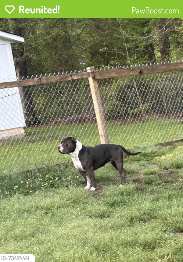 Reunited Male Dog last seen Near Sunset Lane in BC, Stinger Park in Bessemer City, Bessemer City, NC 28016