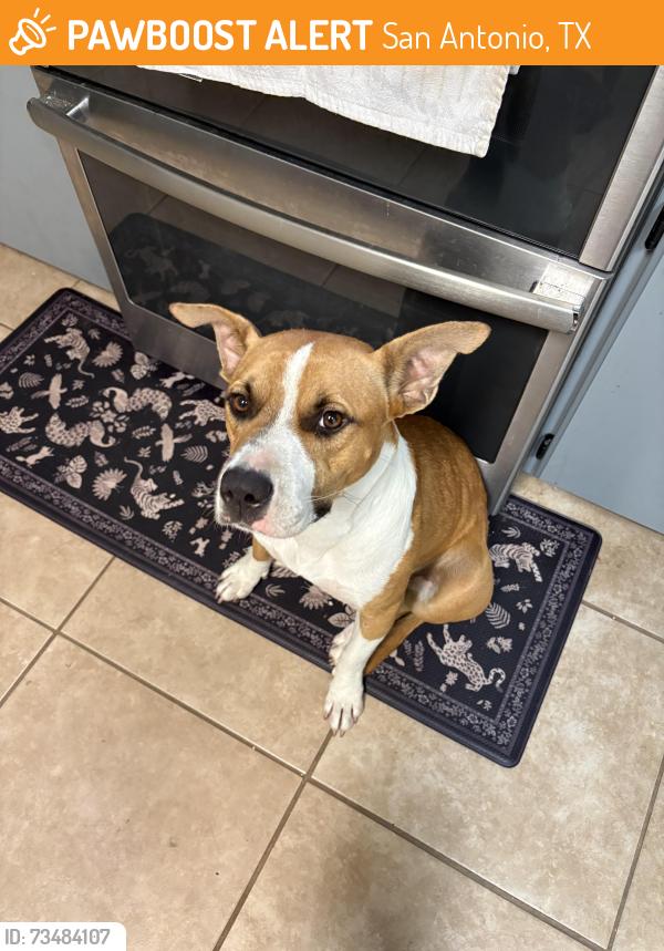 Found/Stray Female Dog last seen Next to Texas A&M San Antonio, San Antonio, TX 78207