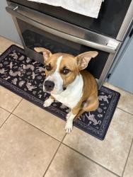 Found/Stray Female Dog last seen Next to Texas A&M San Antonio, San Antonio, TX 78207