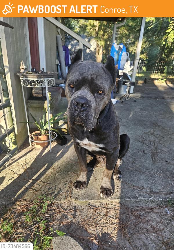 Found/Stray Male Dog last seen Near and 1485, Conroe, TX 77306