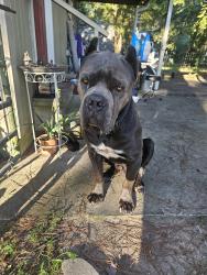 Found/Stray Male Dog last seen Near and 1485, Conroe, TX 77306