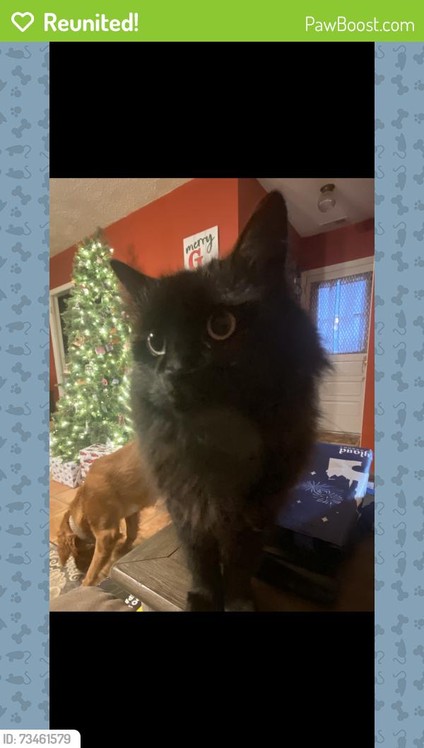 Reunited Female Cat last seen Warrior Drive/Tate Lane, Polk County, NC 28782