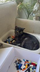 Lost Female Cat last seen Nieghbor hood above soapy joes, Chula Vista, CA 91910
