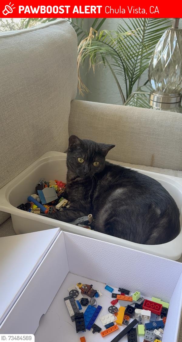 Lost Female Cat last seen Nieghbor hood above soapy joes, Chula Vista, CA 91910