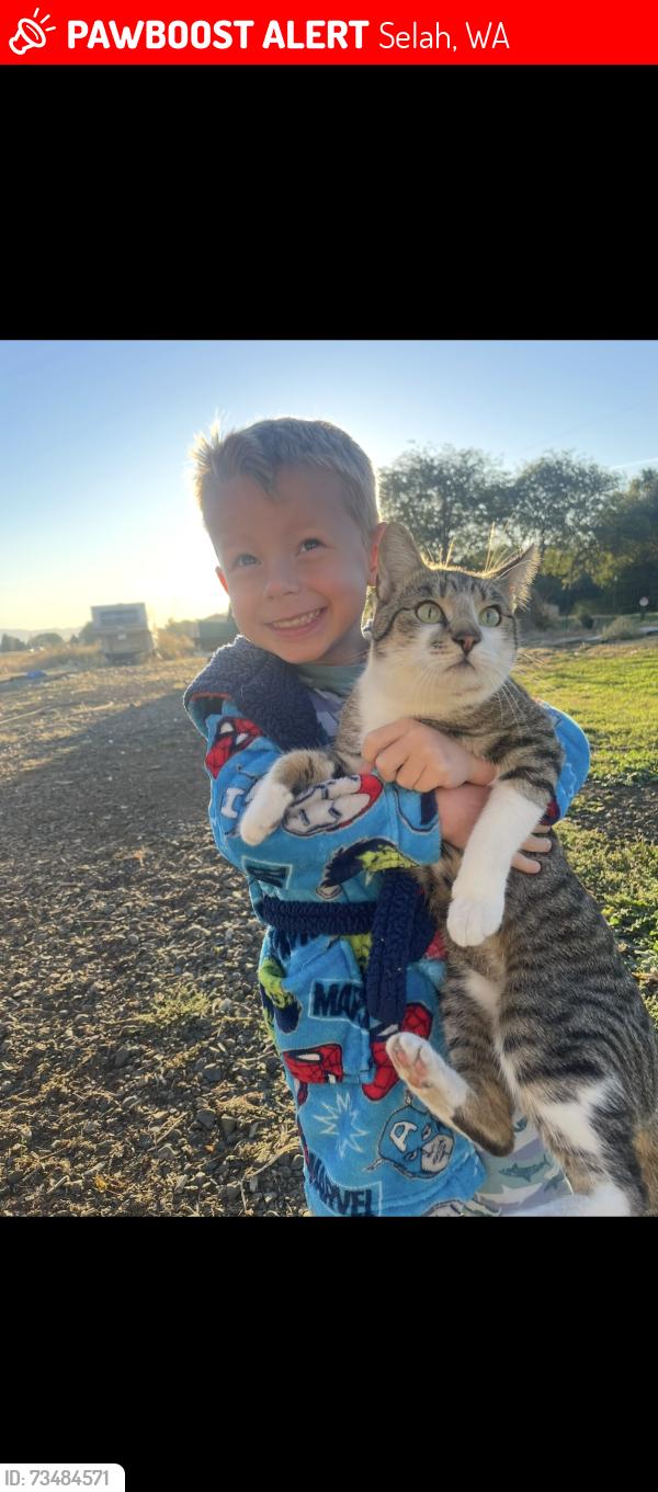 Lost Male Cat last seen east side of N Wenas between brathovde rd and graber rd., Selah, WA 98942