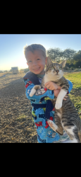 Lost Male Cat last seen east side of N Wenas between brathovde rd and graber rd., Selah, WA 98942
