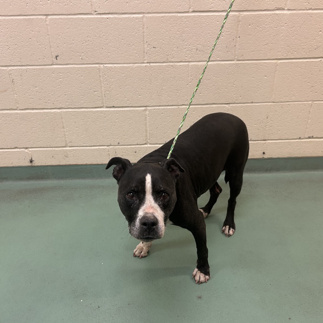 Shelter Stray Female Dog last seen , 2350 Appling City Cove, Memphis, TN 38133, USA