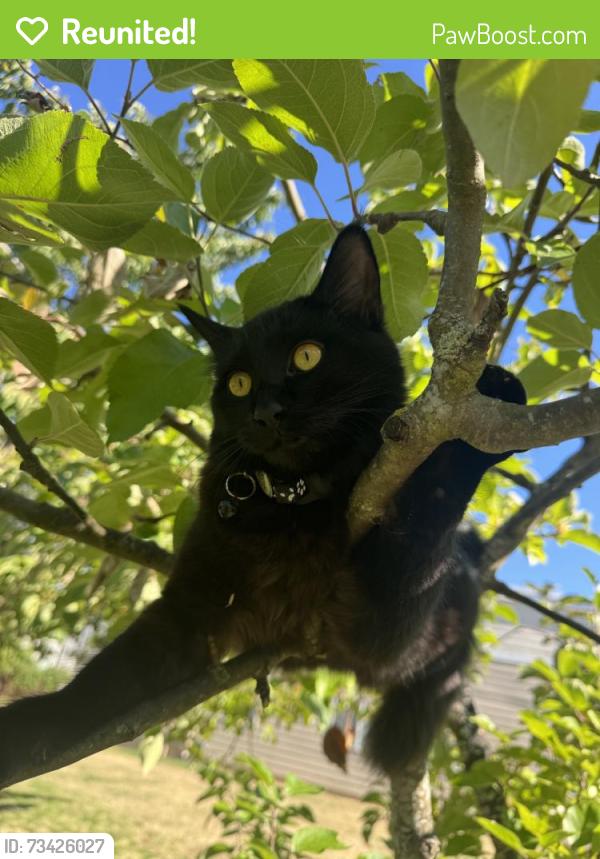 Reunited Female Cat last seen 101st Pl. NE, Kirkland, WA 98034