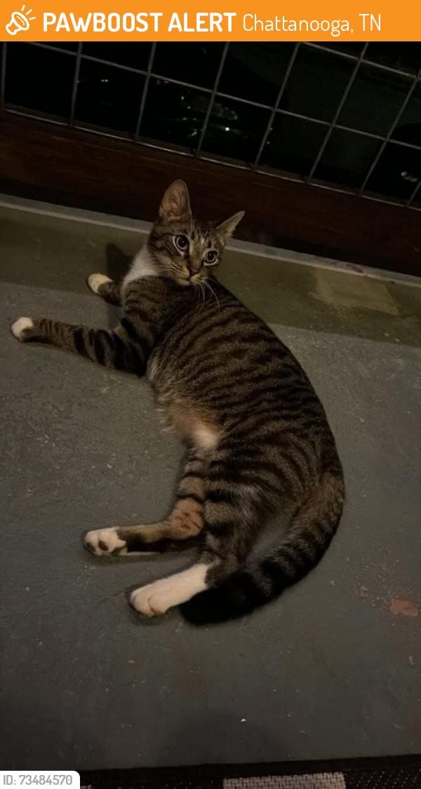 Found/Stray Unknown Cat last seen Dixie & Mercer, Chattanooga, TN 37351