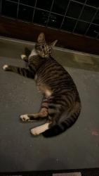 Found/Stray Unknown Cat last seen Dixie & Mercer, Chattanooga, TN 37351