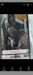 Lost Female Dog last seen City of Swan pound., South Guildford, WA 6055