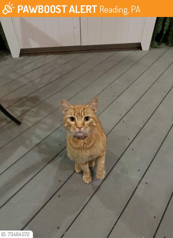 Found/Stray Male Cat last seen in yard, Reading, PA 19606