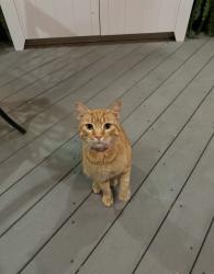 Found/Stray Male Cat last seen in yard, Reading, PA 19606