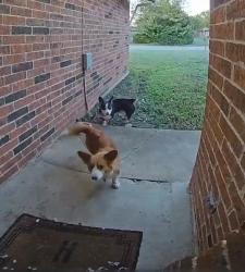 Reunited Unknown Dog last seen Rebecca Dr & Patricia St, Gainesville, TX 76240