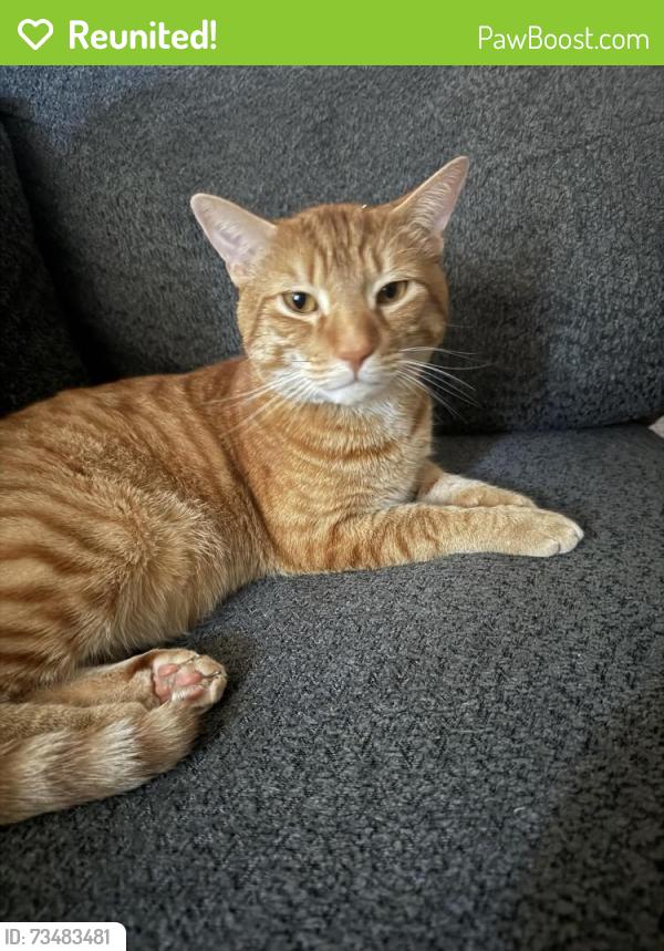 Reunited Male Cat last seen 15th Ave S and S Dakota St, Seattle, WA 98108