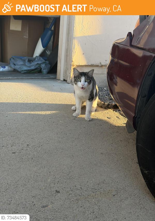 Found/Stray Unknown Cat last seen Tabby white and grey, Poway, CA 92064