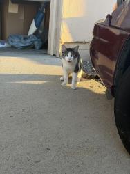 Found/Stray Unknown Cat last seen Tabby white and grey, Poway, CA 92064
