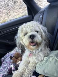 Lost Male Dog last seen Azure View rd, Piñon Hills, CA 92372