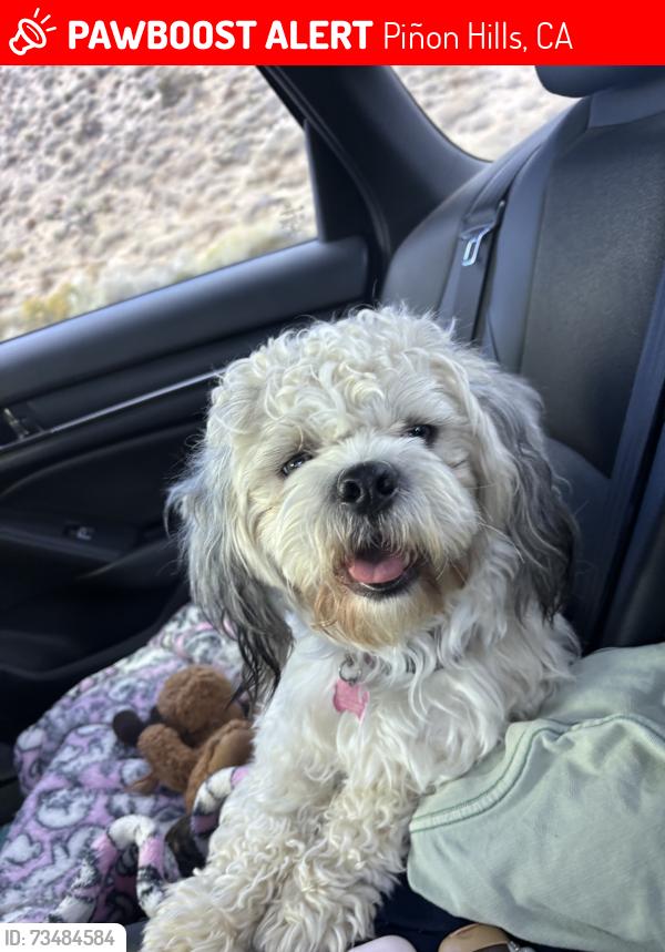 Lost Male Dog last seen Azure View rd, Piñon Hills, CA 92372