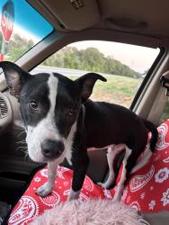 Found/Stray Male Dog last seen Horton Ave, Shiro, TX 77831