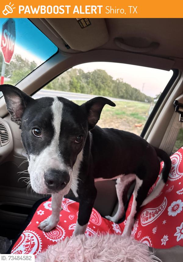 Found/Stray Male Dog last seen Horton Ave, Shiro, TX 77831