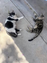 Lost Male Cat last seen Parnelli Dr sw 87121, Albuquerque, NM 87121