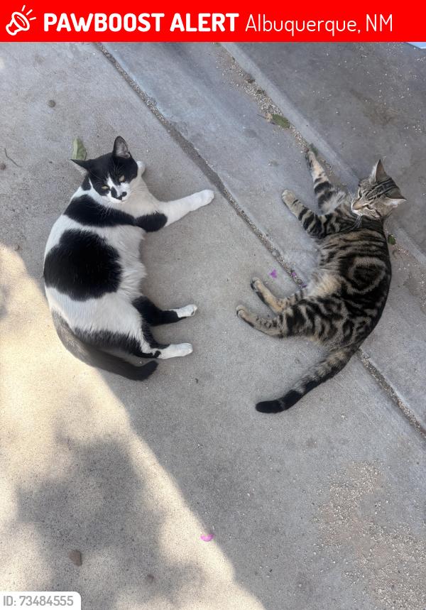 Lost Male Cat last seen Parnelli Dr sw 87121, Albuquerque, NM 87121