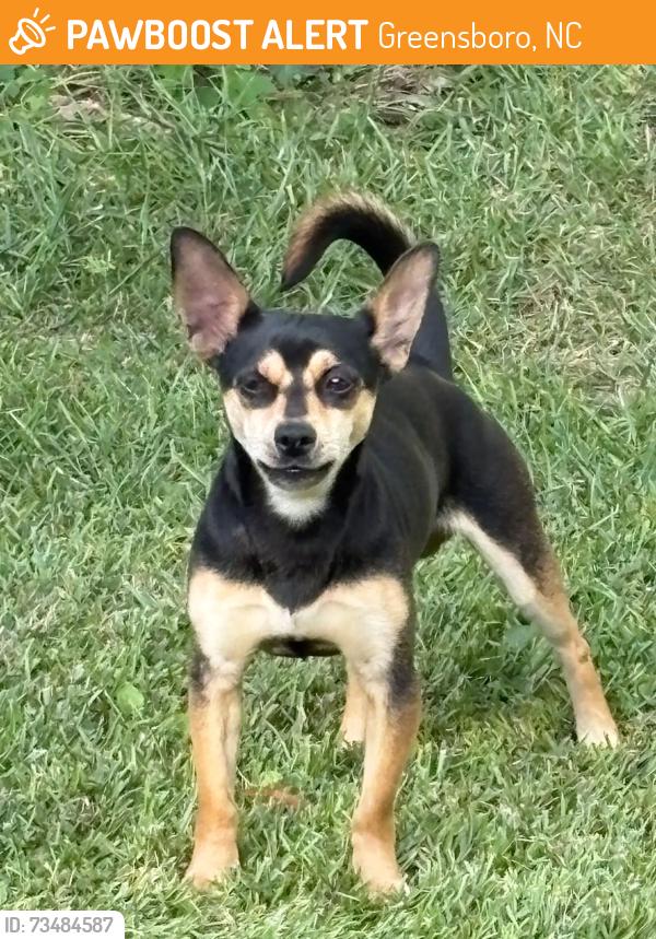 Found/Stray Male Dog last seen At his owners’ old hse, near Foust Elementary, Greensboro, NC 27406