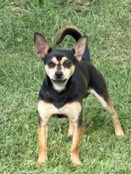 Found/Stray Male Dog last seen At his owners’ old hse, near Foust Elementary, Greensboro, NC 27406