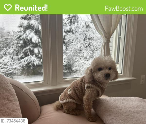 Reunited Male Dog last seen Mashie dr & Westmanor ct, vienna, near Westwood country club, Vienna, VA 22180