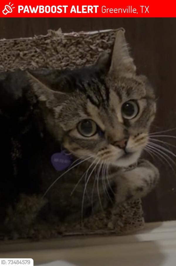 Lost Female Cat last seen Majors Place apmts, Greenville, TX 75402