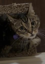 Lost Female Cat last seen Majors Place apmts, Greenville, TX 75402