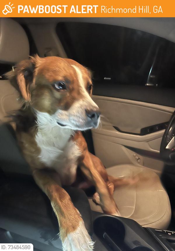 Found/Stray Male Dog last seen Hwjy144 and Belfast Keller rd, Richmond Hill, GA 31324